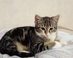 Кошки в Санкт-Петербурге: Мелкий из под колес Мальчик, Бесплатно - фото 1