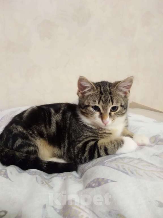 Кошки в Санкт-Петербурге: Мелкий из под колес Мальчик, Бесплатно - фото 1