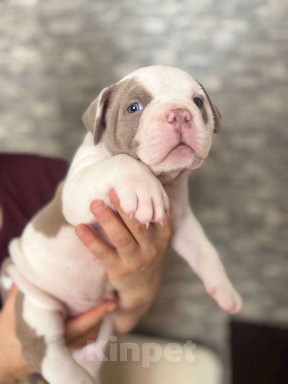 Собаки в Краснодаре: Америнские Булли покет  Мальчик, 60 000 руб. - фото 3