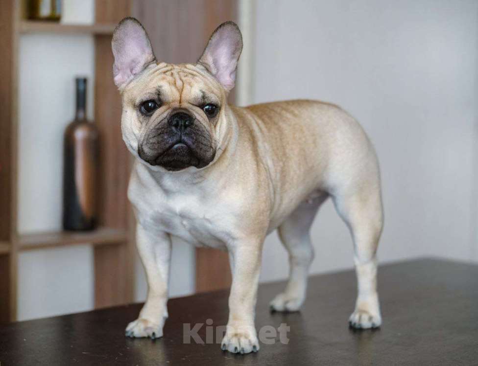 Собаки в Новосибирске: Французский прину Мальчик, 80 000 руб. - фото 3