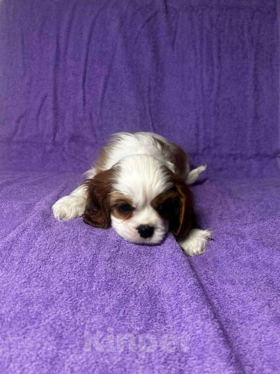 Собаки в других городах Московской области: Кавалер Кинг Чарльз Спаниель Мальчик, Бесплатно - фото 6