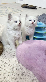Рэгдолл  ласковая девочка 