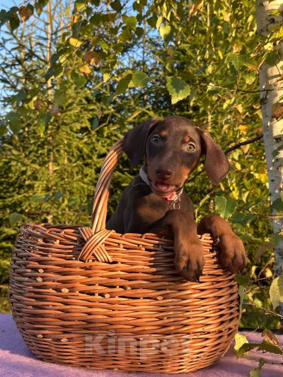 Собаки в Вологде: Купите счастье домой  Девочка, 40 000 руб. - фото 5