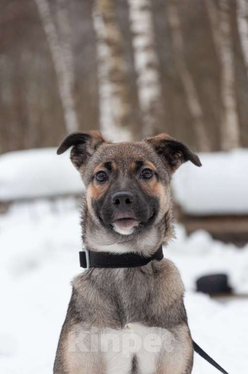 Собаки в Ногинске: Ищем дом для Ванессы — очаровательной 4х-месячной девочки, полной жизни и любви. Девочка, Бесплатно - фото 5