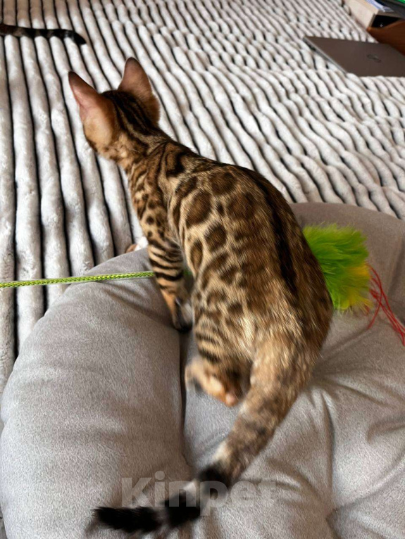 Кошки в Самаре: Бенгальский мальчишка Veritay Bentley  Мальчик, 60 000 руб. - фото 8