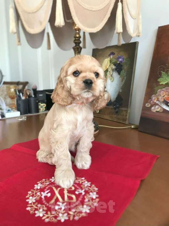 Собаки в Люберцах: Николь Девочка, 100 000 руб. - фото 3