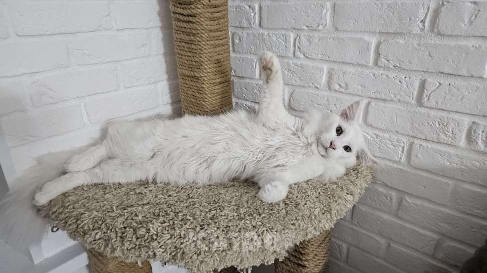 Кошки в Нижнем Новгороде: Котята мейн-кун  Девочка, 12 000 руб. - фото 4