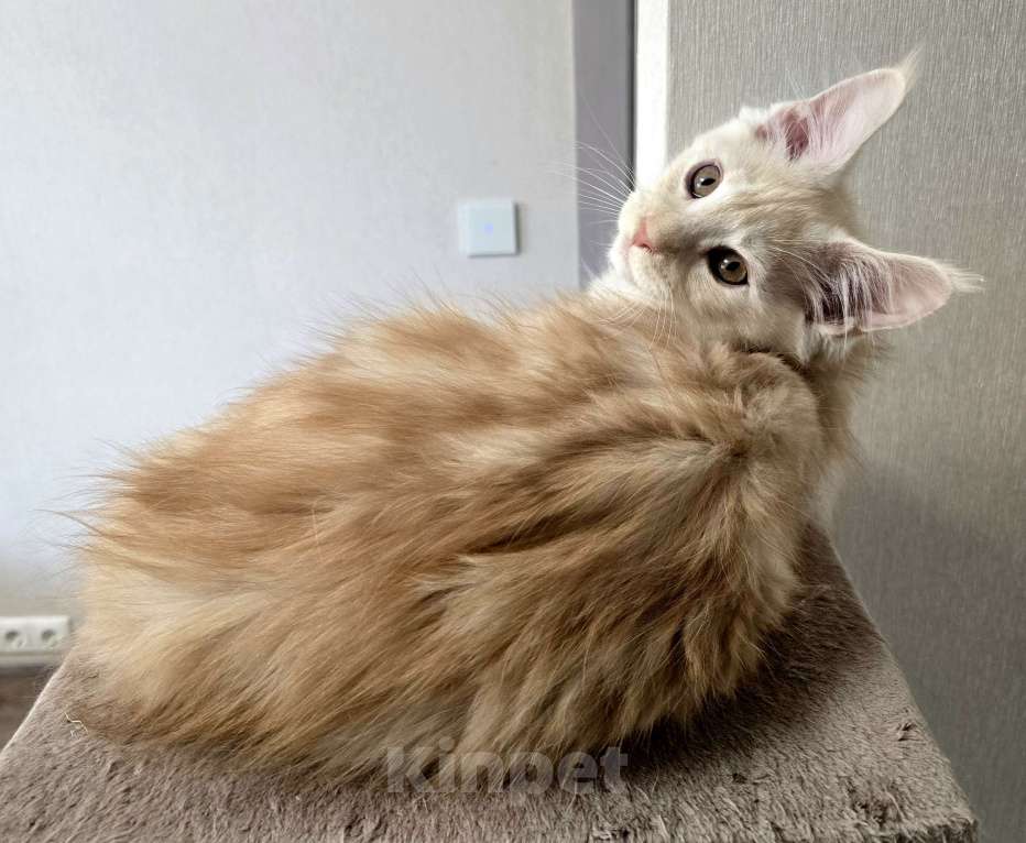 Кошки в Москве: Котята мейн-кун Мальчик, 25 000 руб. - фото 10