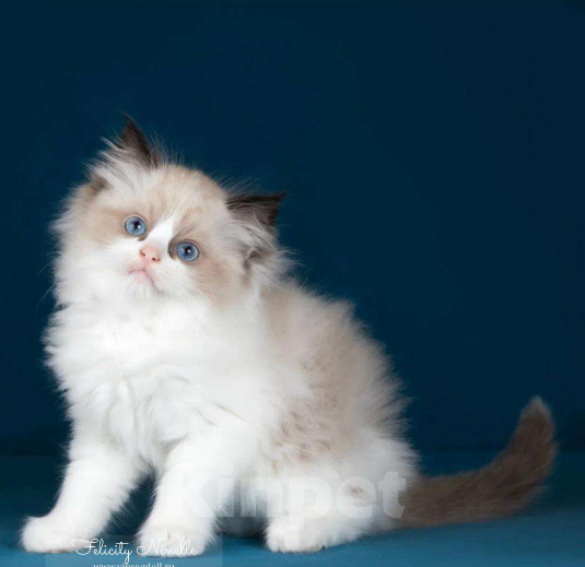 Кошки в Москве: Рэгдолл котенок Мальчик, 110 000 руб. - фото 3