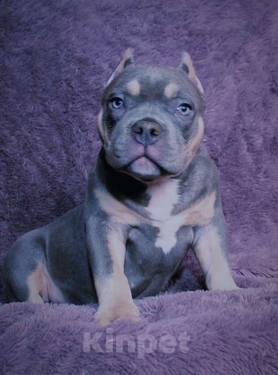 Собаки в Москве: Девочка американский булли. Девочка, 90 000 руб. - фото 3