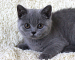 Кошки в Ульяновске: Британские котята Девочка, 20 000 руб. - фото 1