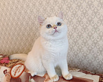 Кошки в Санкт-Петербурге: Золотые британские котята Девочка, 18 000 руб. - фото 3