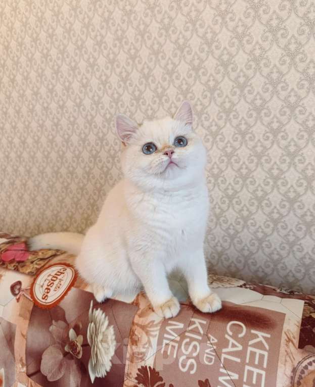 Кошки в Санкт-Петербурге: Золотые британские котята Девочка, 18 000 руб. - фото 3