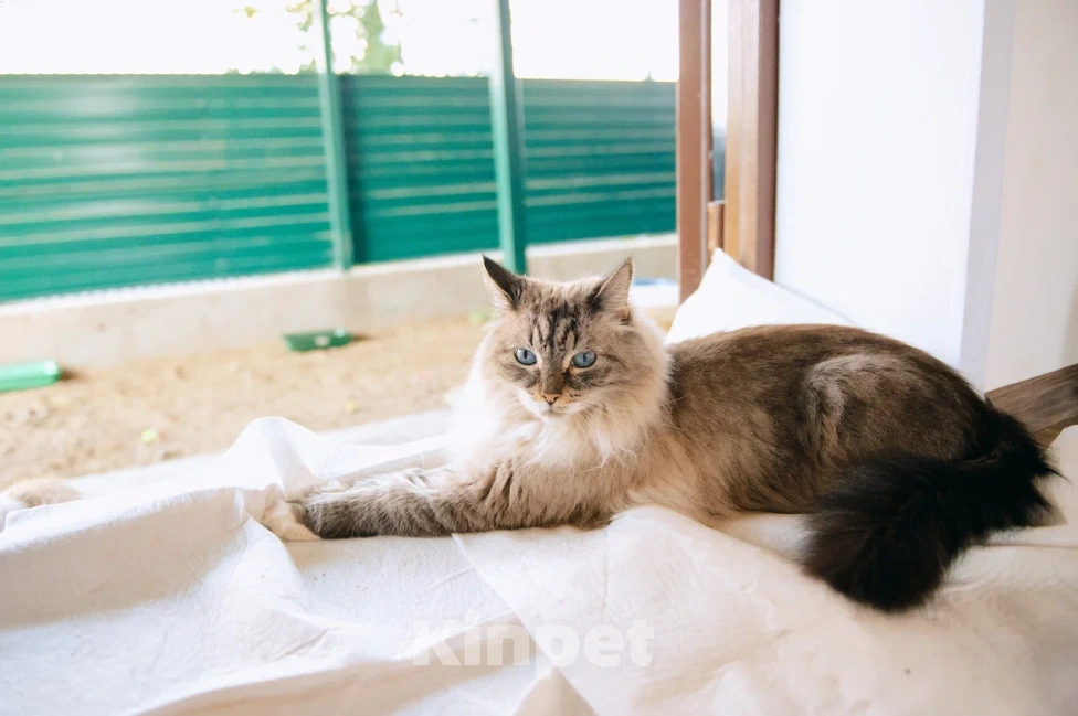 Кошки в Москве: Мурзилка мечтает о любящей семье! Мальчик, Бесплатно - фото 5