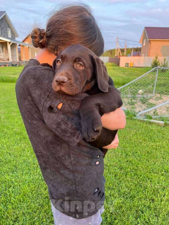 Собаки в Ярославле: Продаются щенки лабрадора-ретривера шоколадного окраса суки Девочка, 65 000 руб. - фото 5
