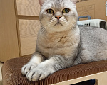Кошки в Санкт-Петербурге: Умный, ласковый котик ждет хозяев Мальчик, Бесплатно - фото 1