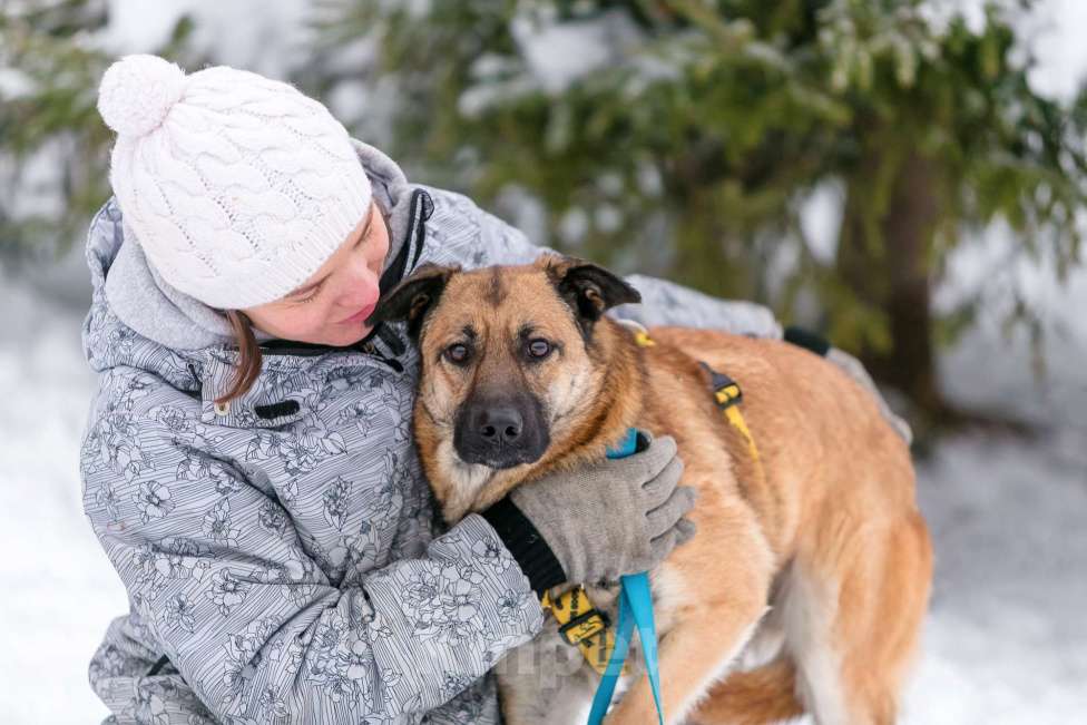 Собаки в Москве: Красотка Эмми в добрые руки! Девочка, Бесплатно - фото 4