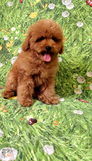 Собаки в Воронеже: Мальчик пудель Мальчик, 25 000 руб. - фото 3