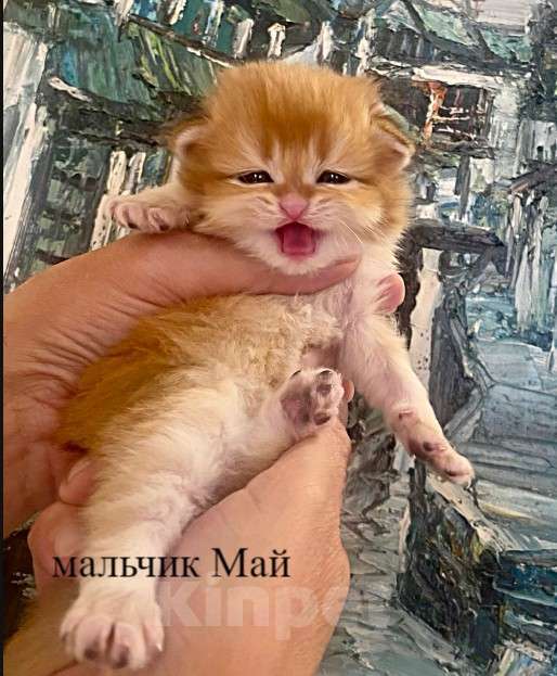 Кошки в Челябинске: Котята золотая шиншилла Мальчик, 65 000 руб. - фото 2
