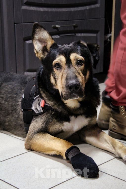 Собаки в Санкт-Петербурге: Малышу нужен дом! Мальчик, Бесплатно - фото 1
