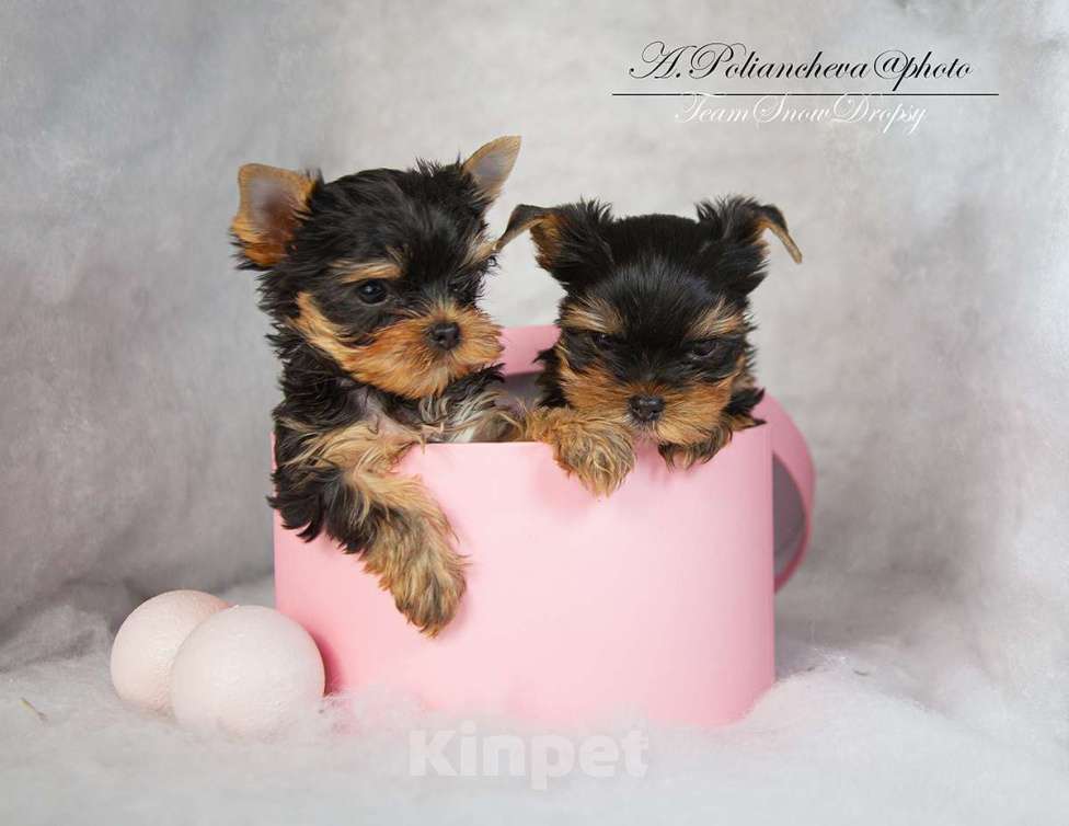 Собаки в Мытищах: Два брата Мальчик, Бесплатно - фото 2