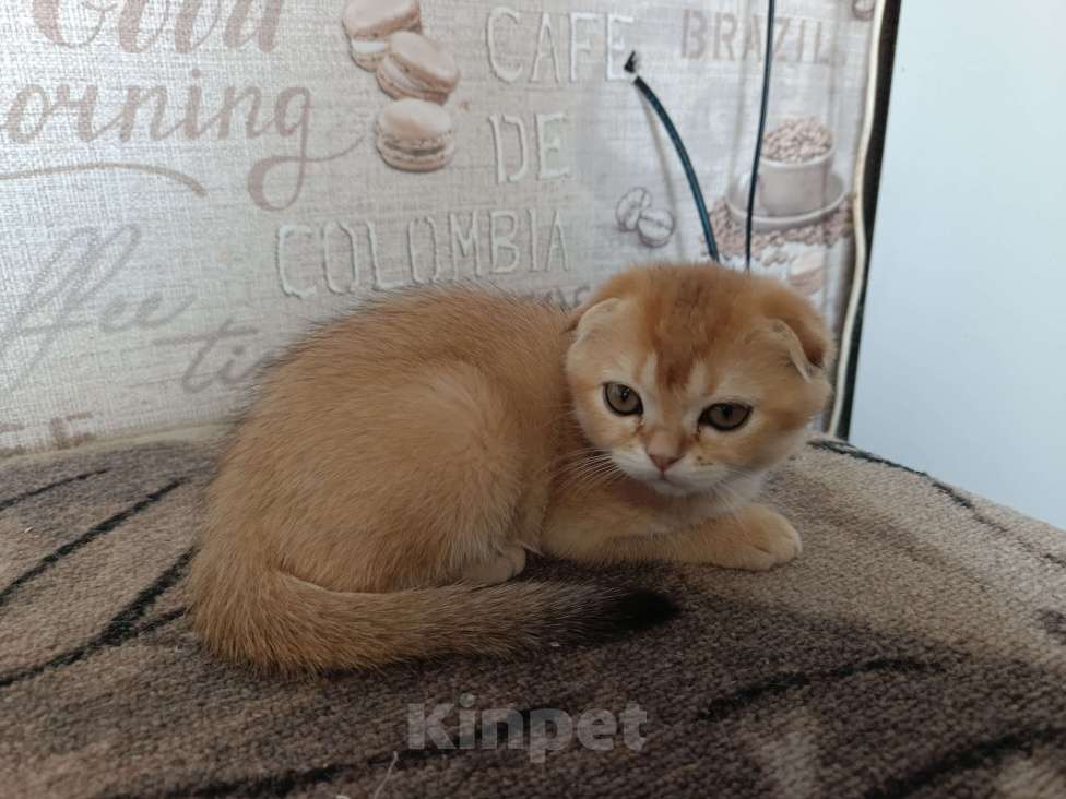 Кошки в Екатеринбурге: Вислоухая девочка окраса ny11 Девочка, 16 000 руб. - фото 2