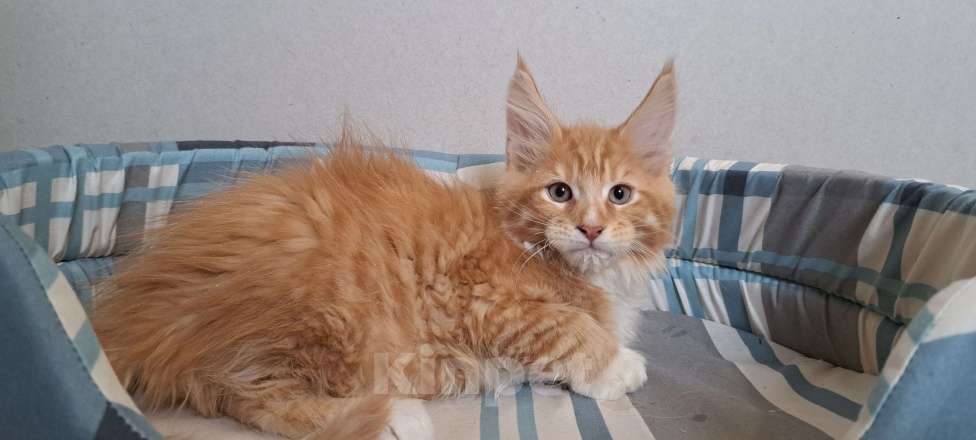 Кошки в Москве: Питомник гигантских кошечек Разнополые, 30 000 руб. - фото 6