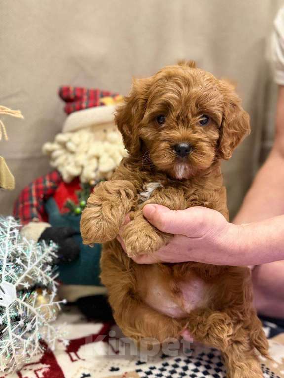 Собаки в Москве: Кавапу мальчик Мальчик, 85 000 руб. - фото 3