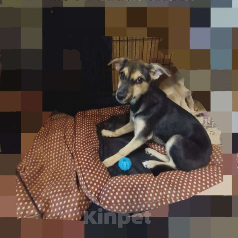 Собаки в Санкт-Петербурге: Щенок в добрые руки бесплатно  Девочка, Бесплатно - фото 3