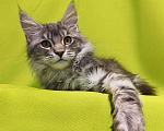 Кошки в Москве: Котенок Мейн-Кун Девочка Девочка, 47 000 руб. - фото 6
