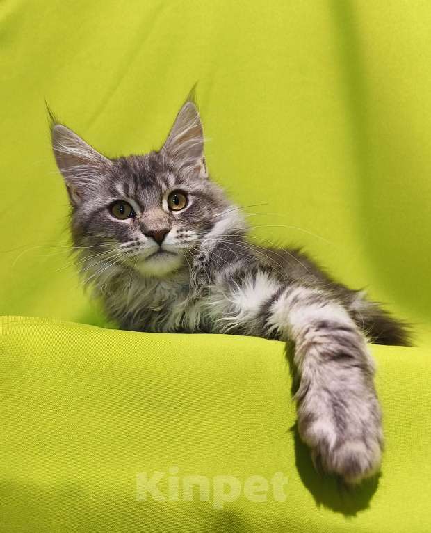 Кошки в Москве: Котенок Мейн-Кун Девочка Девочка, 47 000 руб. - фото 6