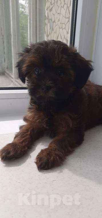 Собаки в Санкт-Петербурге: Щенок Петербургской Орхидеи Девочка, 70 000 руб. - фото 6