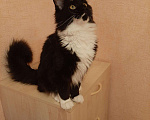 Кошки в Оленегорске: Мейн кун котик, 18 000 руб. - фото 4
