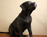 Собаки в Мурманске: Щенки Кане Корсо, 40 000 руб. - фото 1