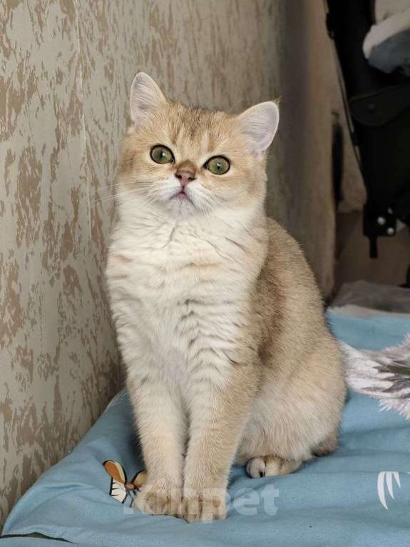 Кошки в Москве: Британская короткошёрстная кошка Девочка, 50 000 руб. - фото 5