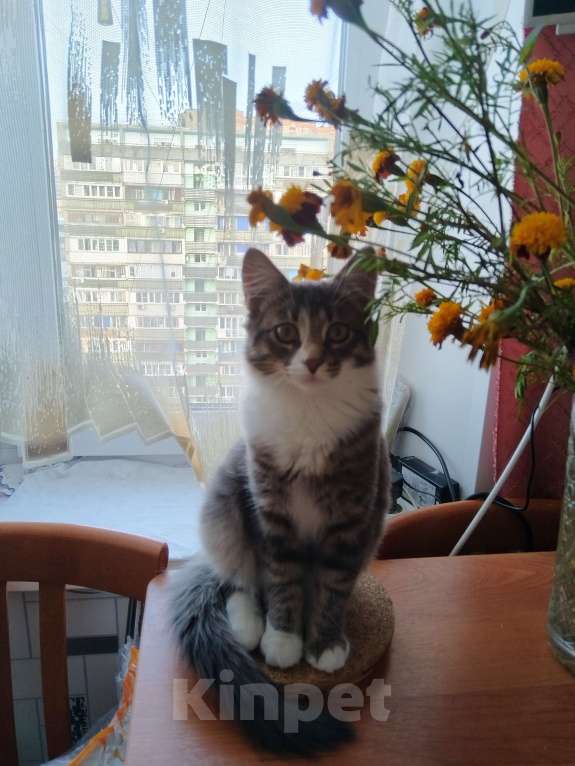 Кошки в Москве: Котенок Барсик в добрые руки Мальчик, Бесплатно - фото 6