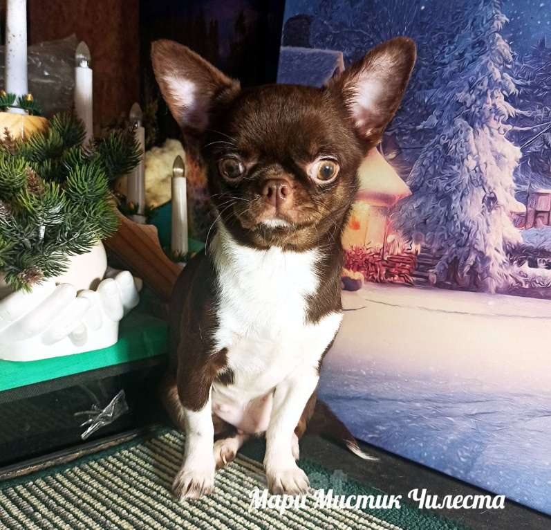 Собаки в Санкт-Петербурге: Вес, размер гарантирован Чилеста чихуахуа Девочка, 100 000 руб. - фото 2