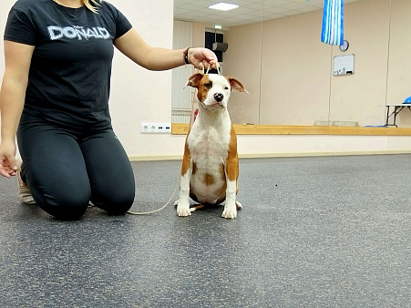 Красивая девочка амстаффа 