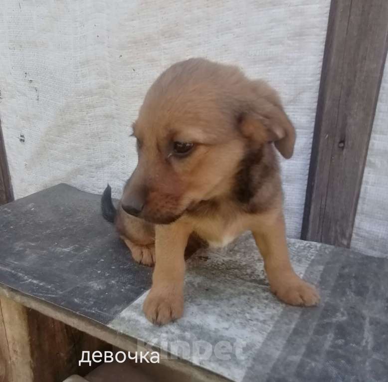 Собаки в Москве: Отдам беспоатно Девочка, Бесплатно - фото 1