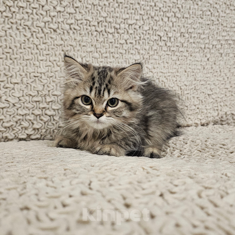 Кошки в Санкт-Петербурге: британские котята Мальчик, 15 000 руб. - фото 2