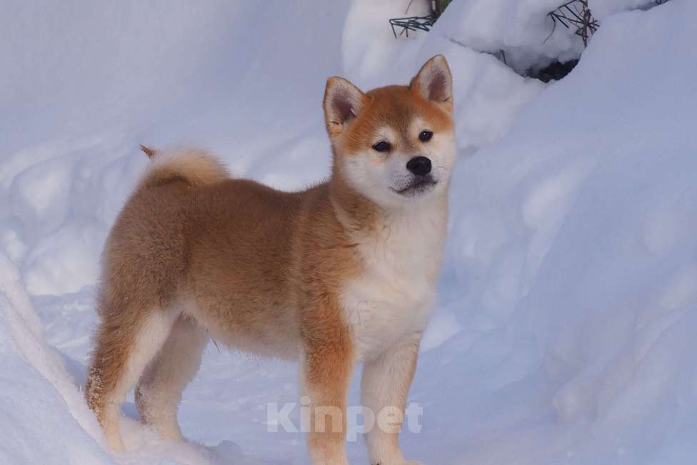 Собаки в Москве: Сиба ину щенок Мальчик, 70 000 руб. - фото 1