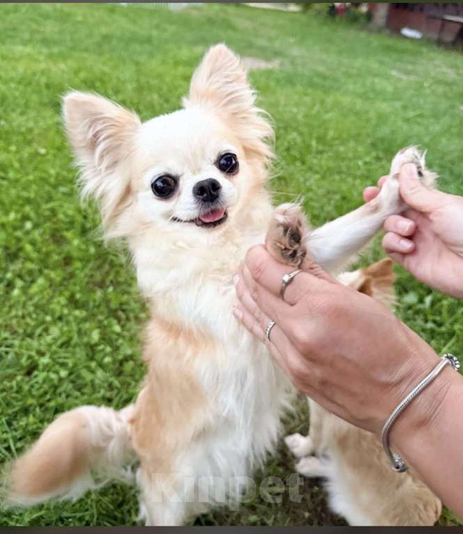 Собаки в Коломне: Оша  белый мальчик 2.5 мес  Мальчик, 50 000 руб. - фото 3