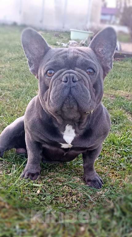 Собаки в Владимире: Девочка французский бульдог  Девочка, 100 000 руб. - фото 8