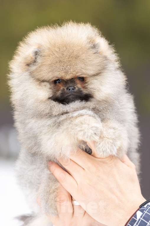 Собаки в Лобне: Красотка Девочка, 70 000 руб. - фото 5