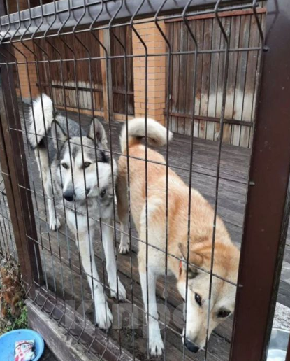 Собаки в Красноярске: Продам западно-сибирскую лайку Девочка, 7 000 руб. - фото 1