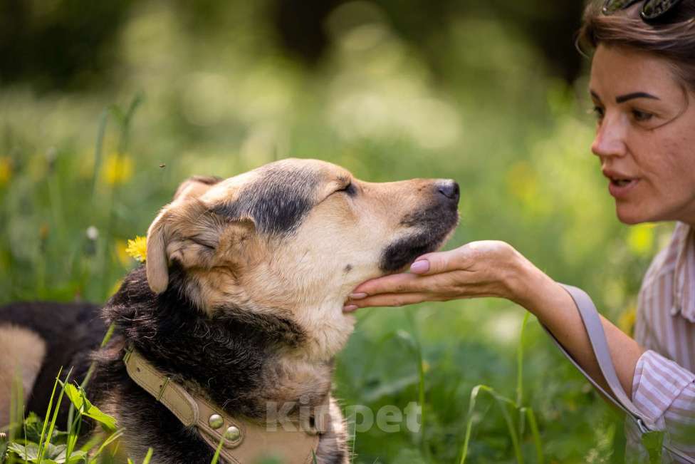 Собаки в Москве: Барри ищет своего человека Мальчик, Бесплатно - фото 2