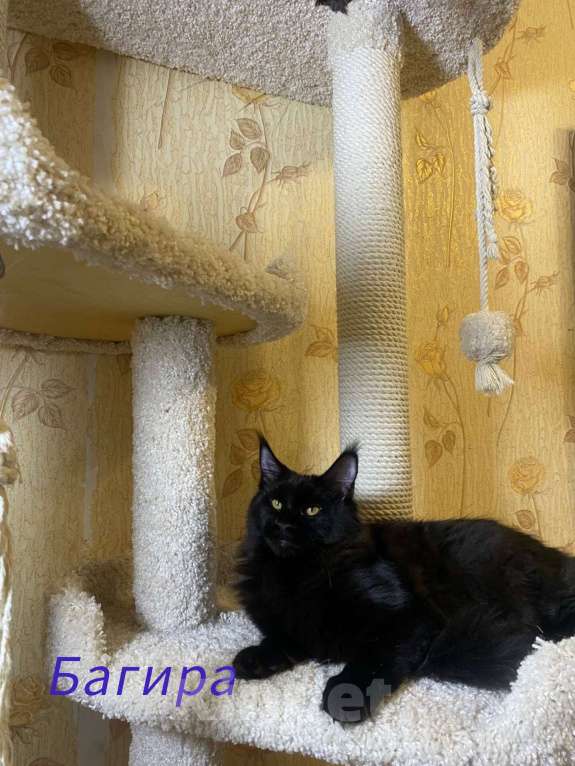 Кошки в Челябинске: Котята Девочка, Бесплатно - фото 3