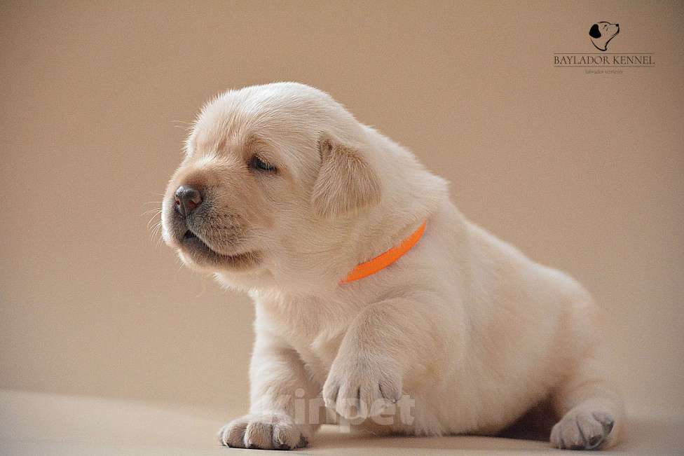 Собаки в Самаре: Щенки лабрадора Мальчик, 80 000 руб. - фото 2