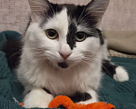 Кошки в Казани: Марта Девочка, Бесплатно - фото 1