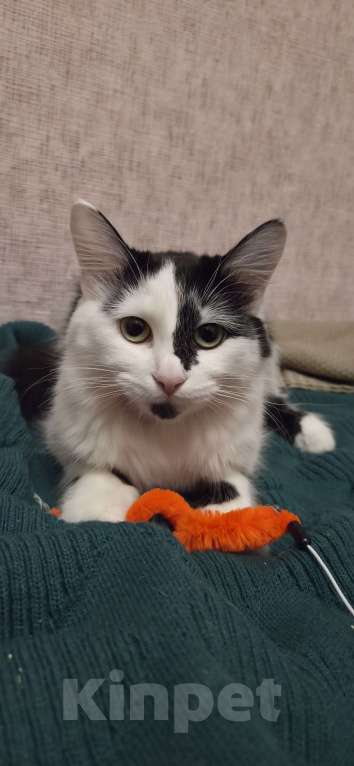 Кошки в Казани: Марта Девочка, Бесплатно - фото 1